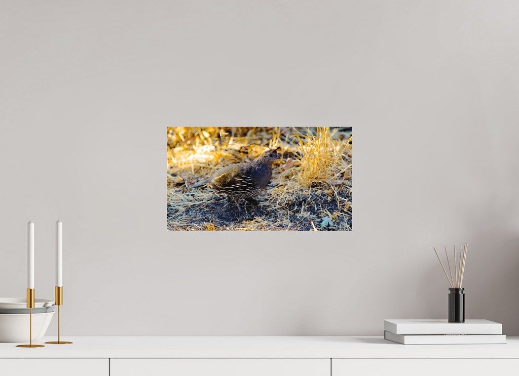 16 x 9″, Matte photo print California Quail