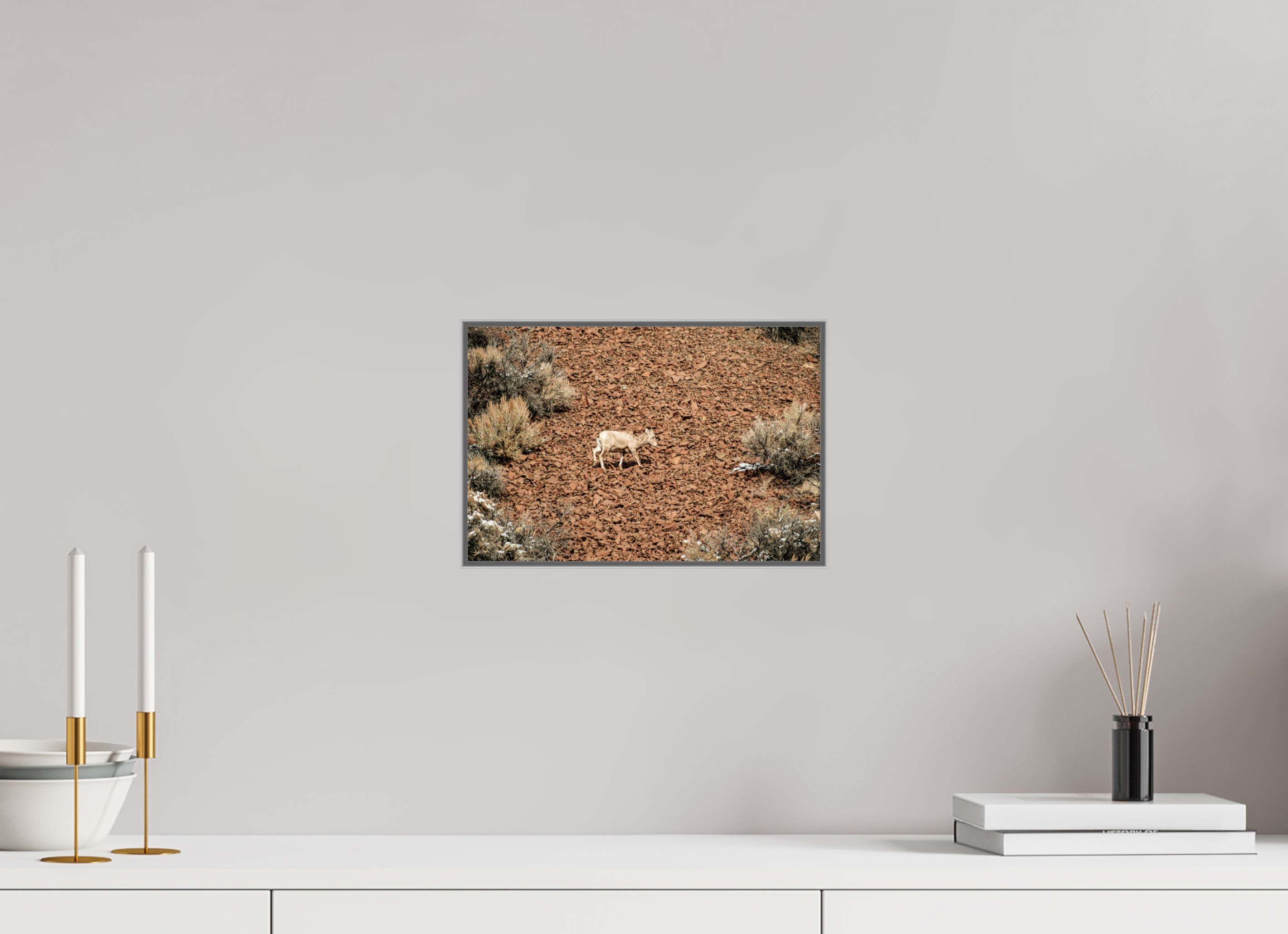 12 x 8″, Photo print aluminum frame A baby Bighorn Sheep