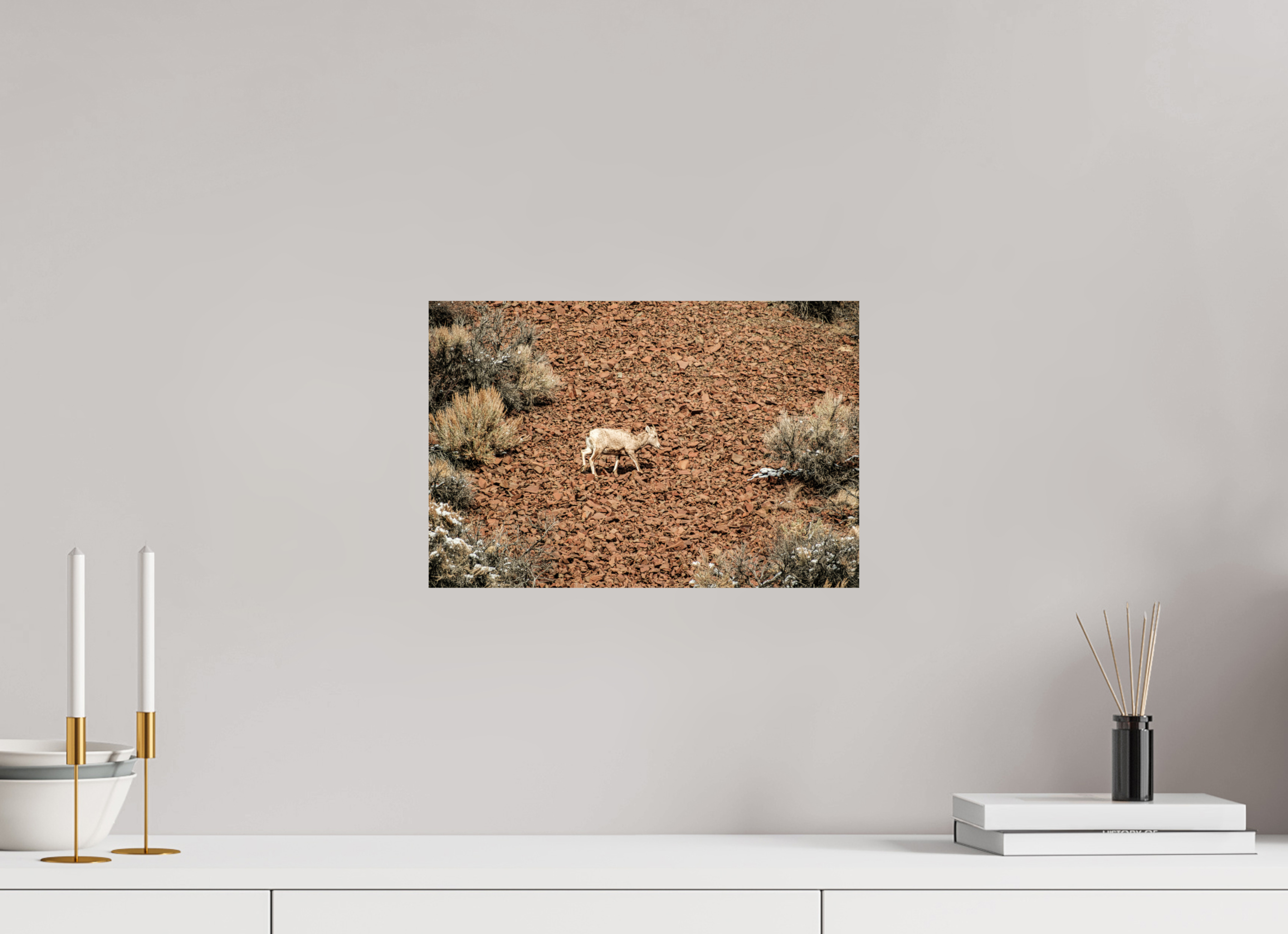 15 x 10″, Photo Print On Fuji Crystal DP II A baby Bighorn Sheep