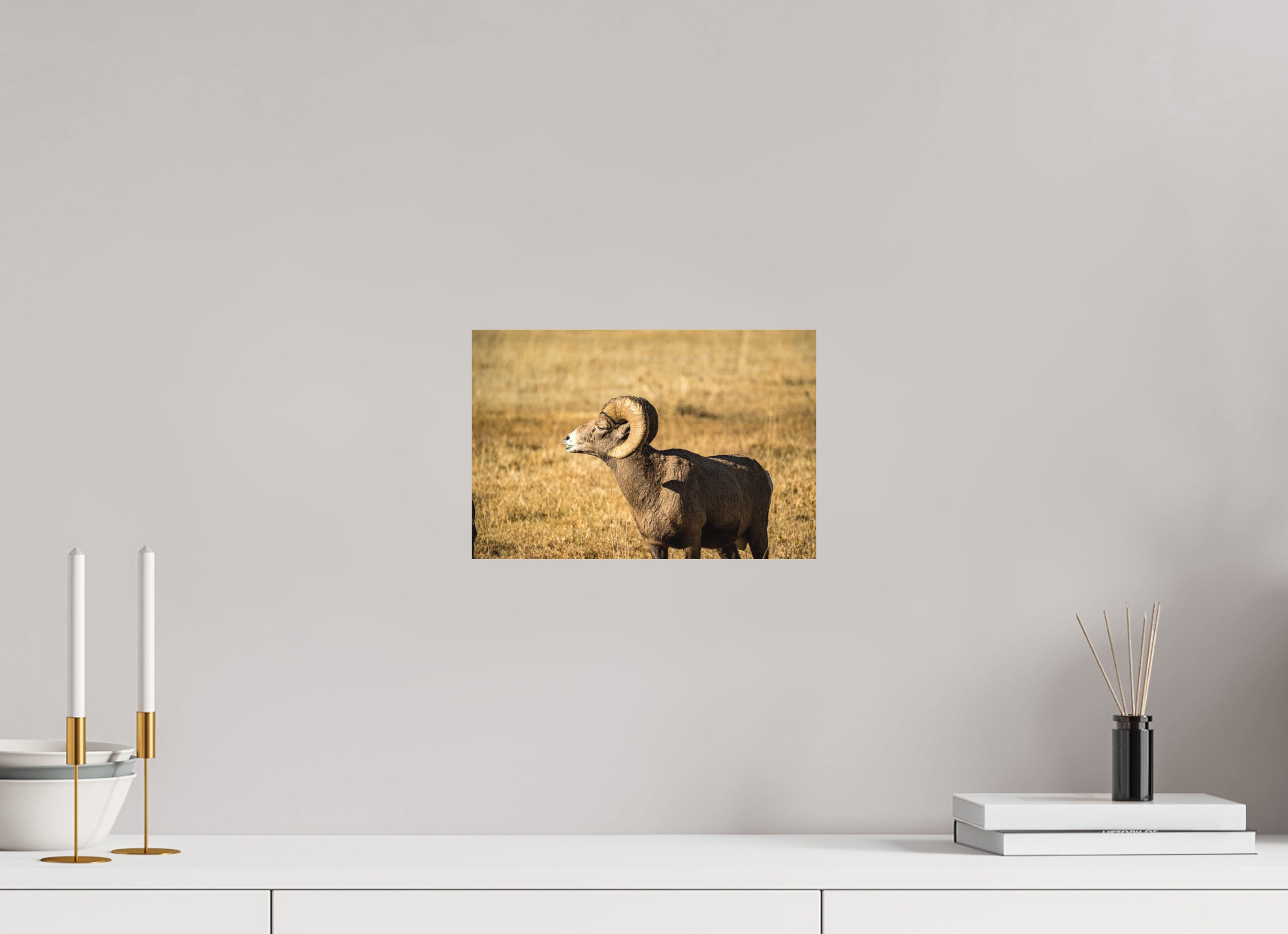 12 x 8″, Matte photo print Bighorn Ram