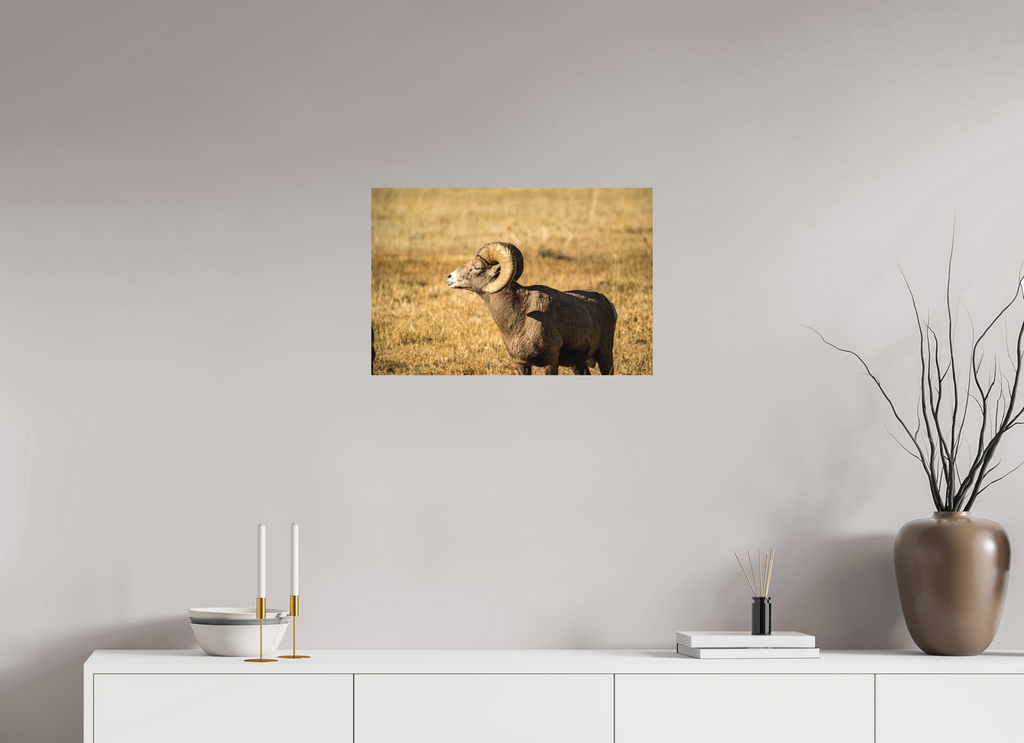 24 x 16″, Matte photo print Bighorn Ram