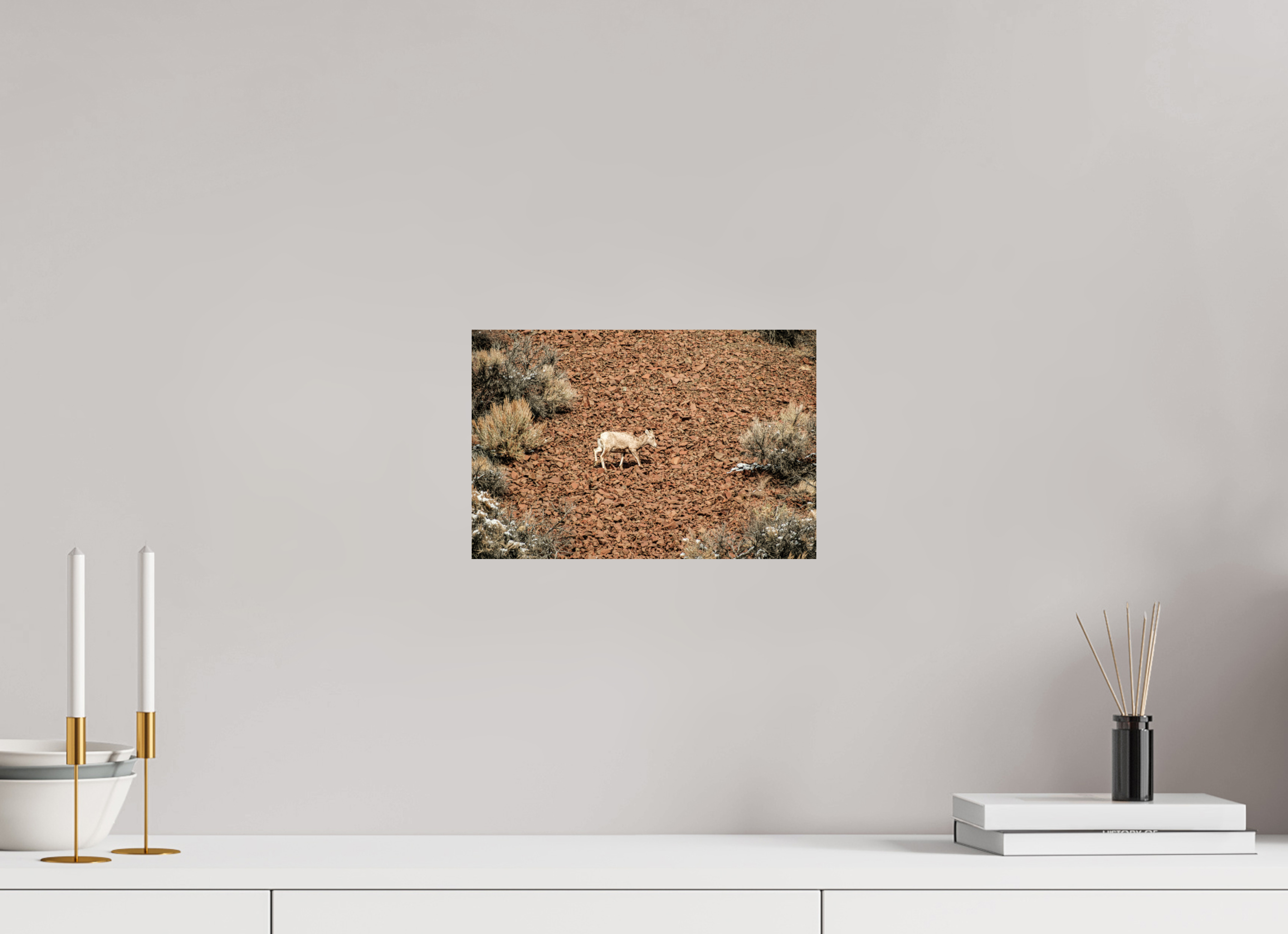 12 x 8″, Photo Print On Fuji Crystal DP II A baby Bighorn Sheep
