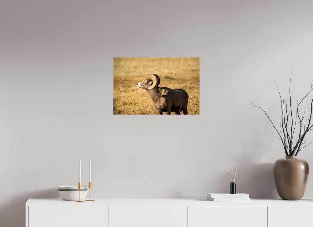 24 x 16″, Photo Print On Fuji Crystal DP II Bighorn Ram