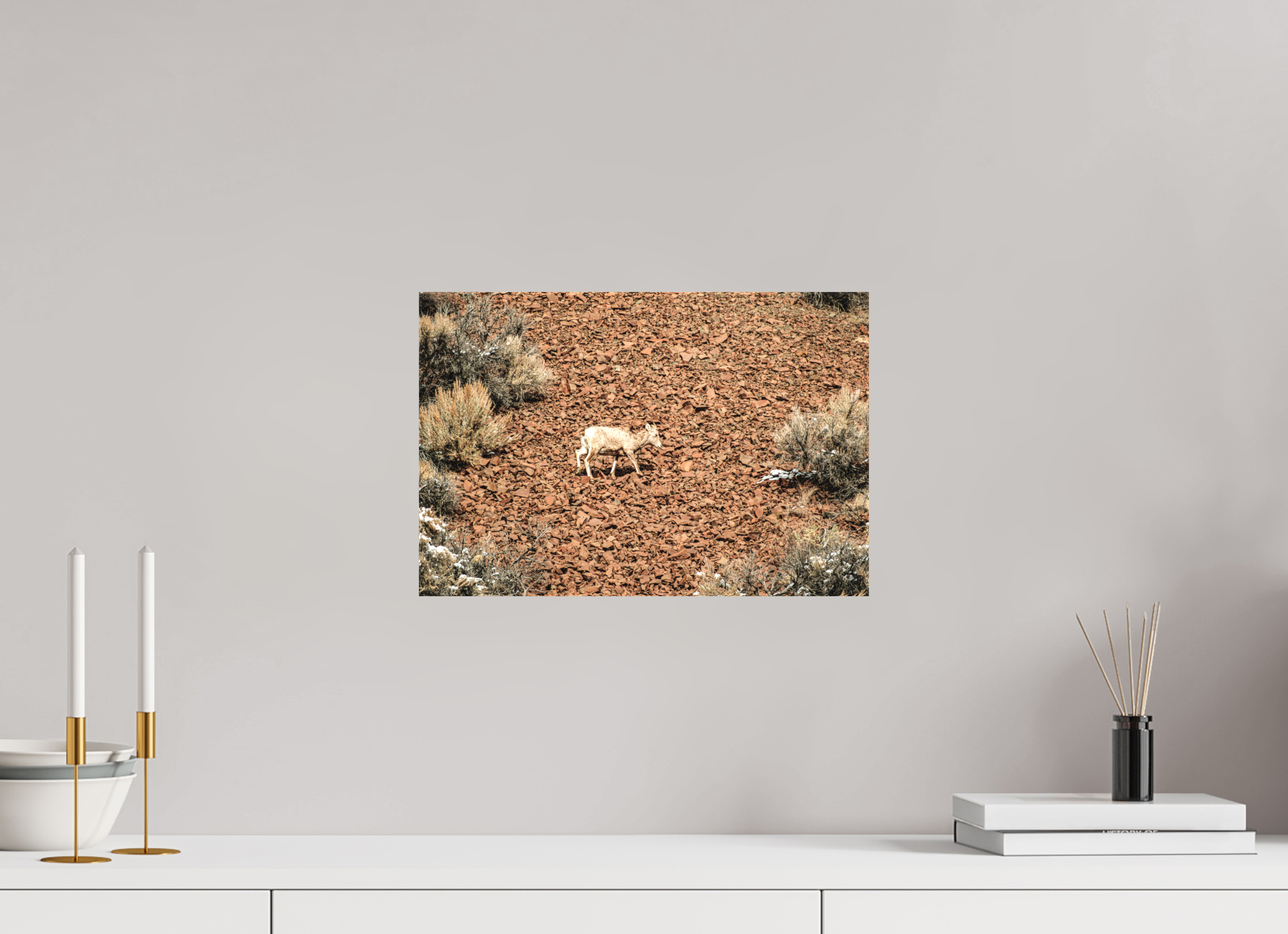 15 x 10″, Matte Canvas on Stretcher Frame A baby Bighorn Sheep