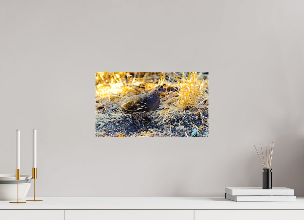 16 x 9″, Matte Canvas on Stretcher Frame California Quail