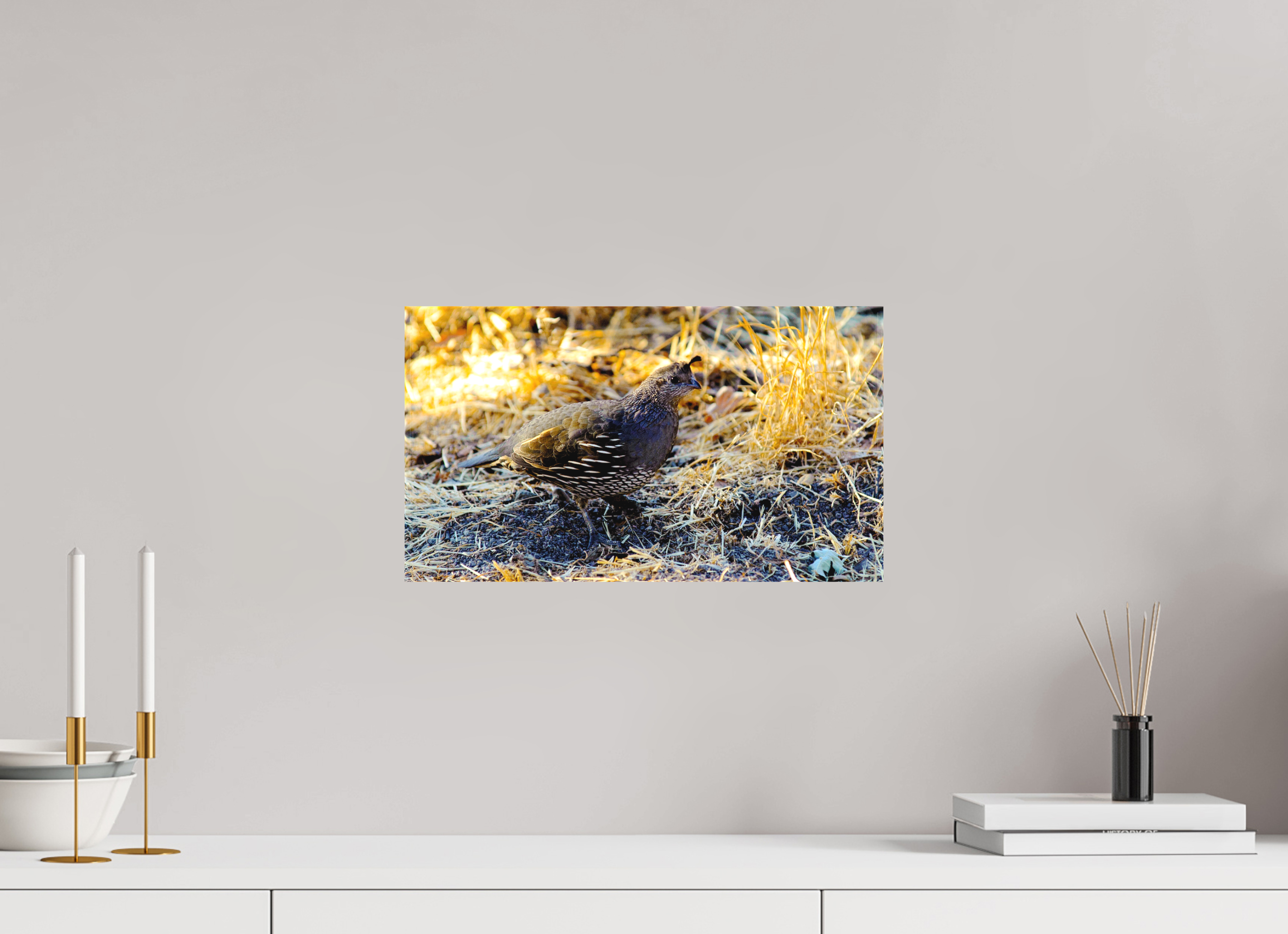 16 x 9″, Matte Canvas on Stretcher Frame California Quail