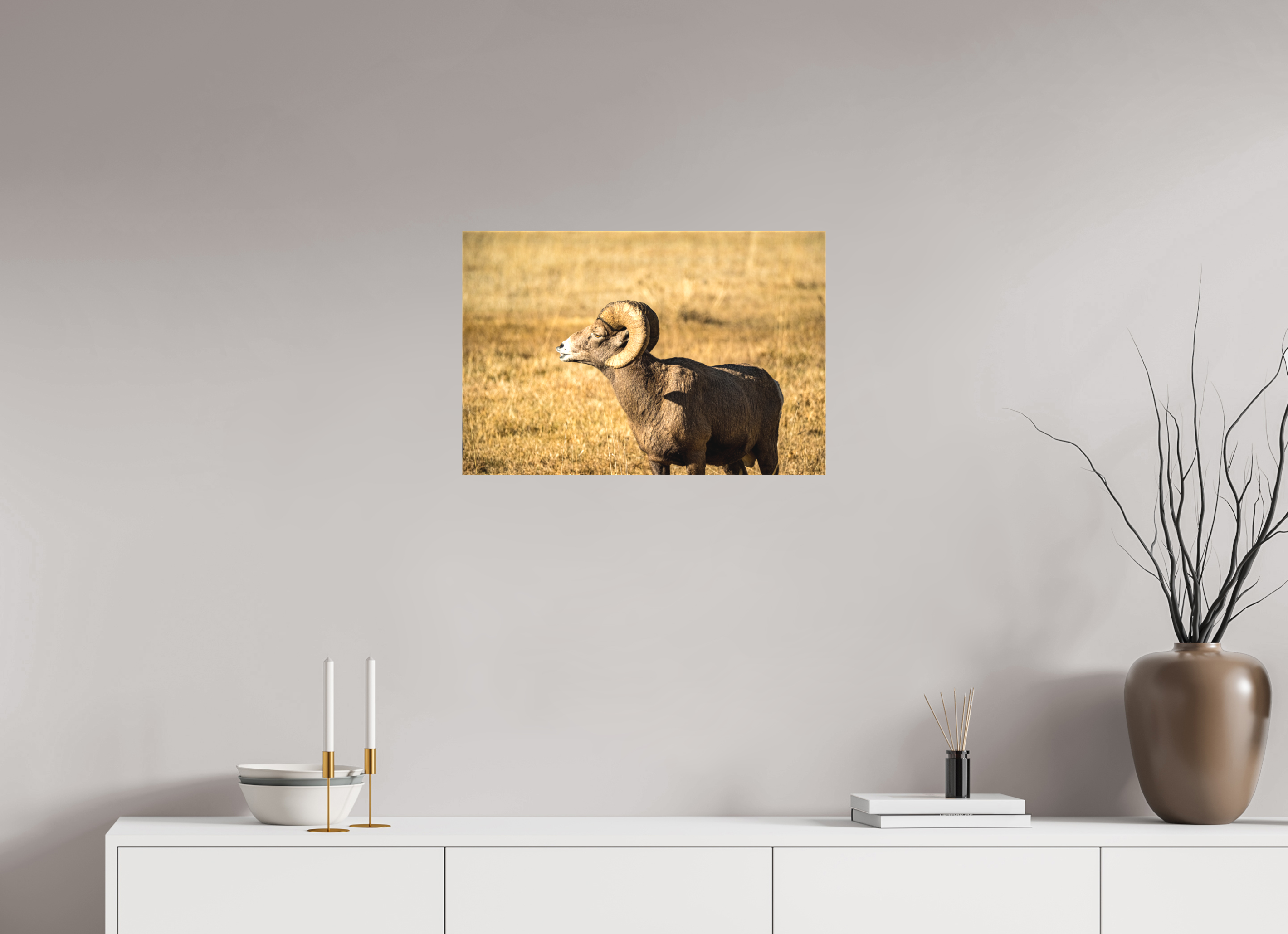 24 x 16″, Matte Canvas on Stretcher Frame Bighorn Ram