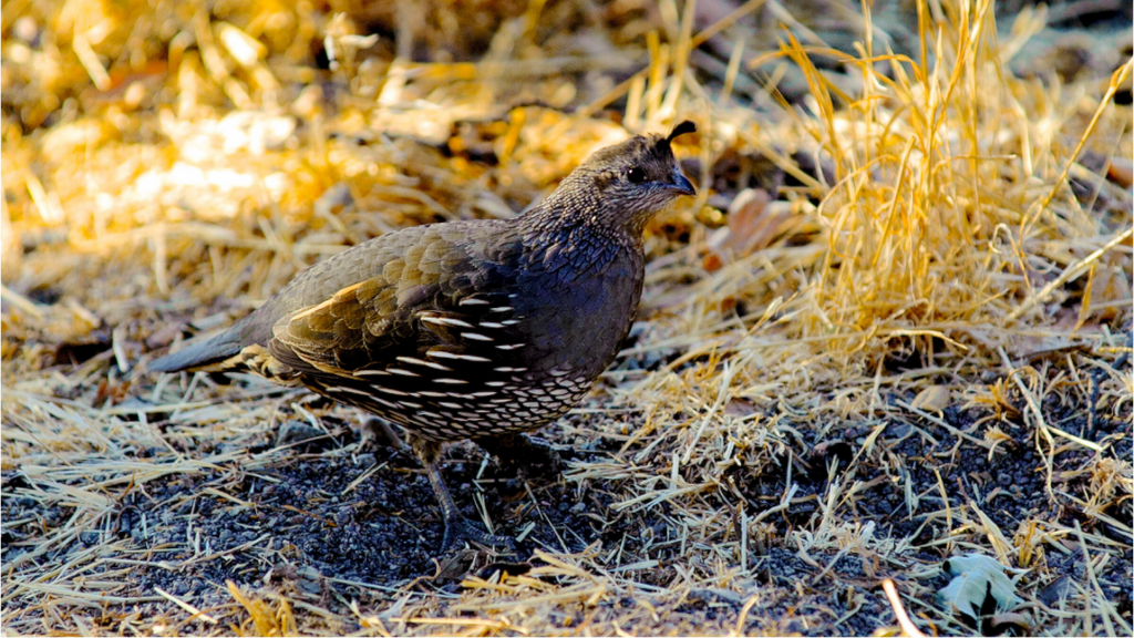 Main image California Quail
