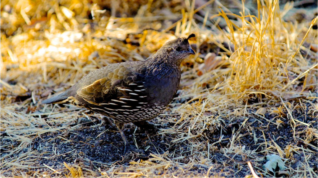 Main image California Quail