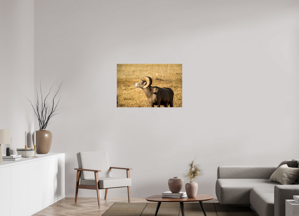 36 x 24″, Photo Print On Fuji Crystal DP II Bighorn Ram