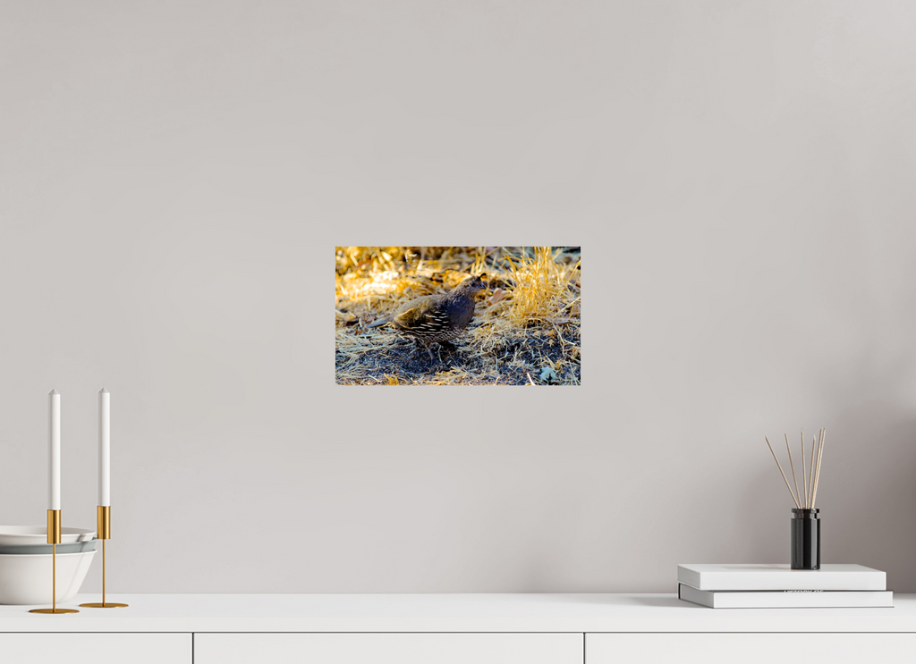 12 x 6.8″, Photo Print On Fuji Crystal DP II California Quail