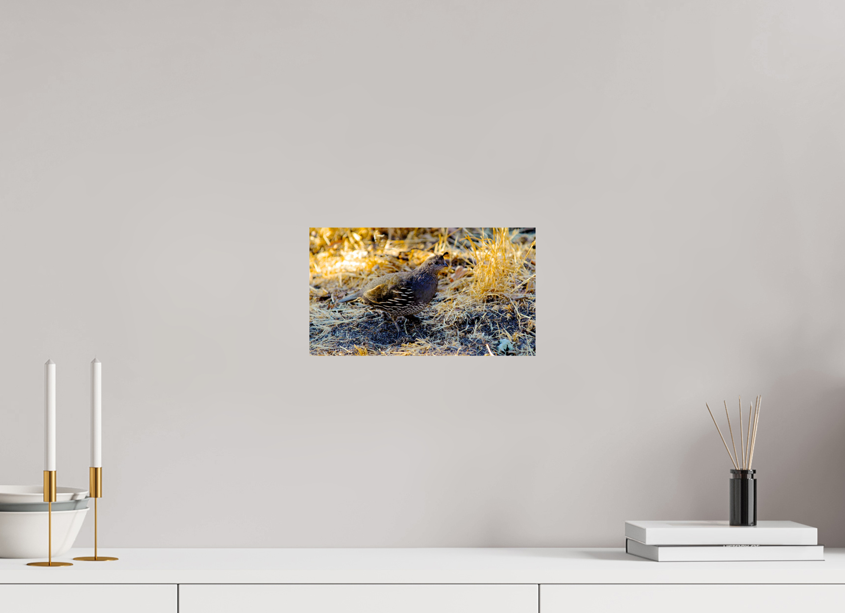 12 x 6.8″, Photo Print On Fuji Crystal DP II California Quail