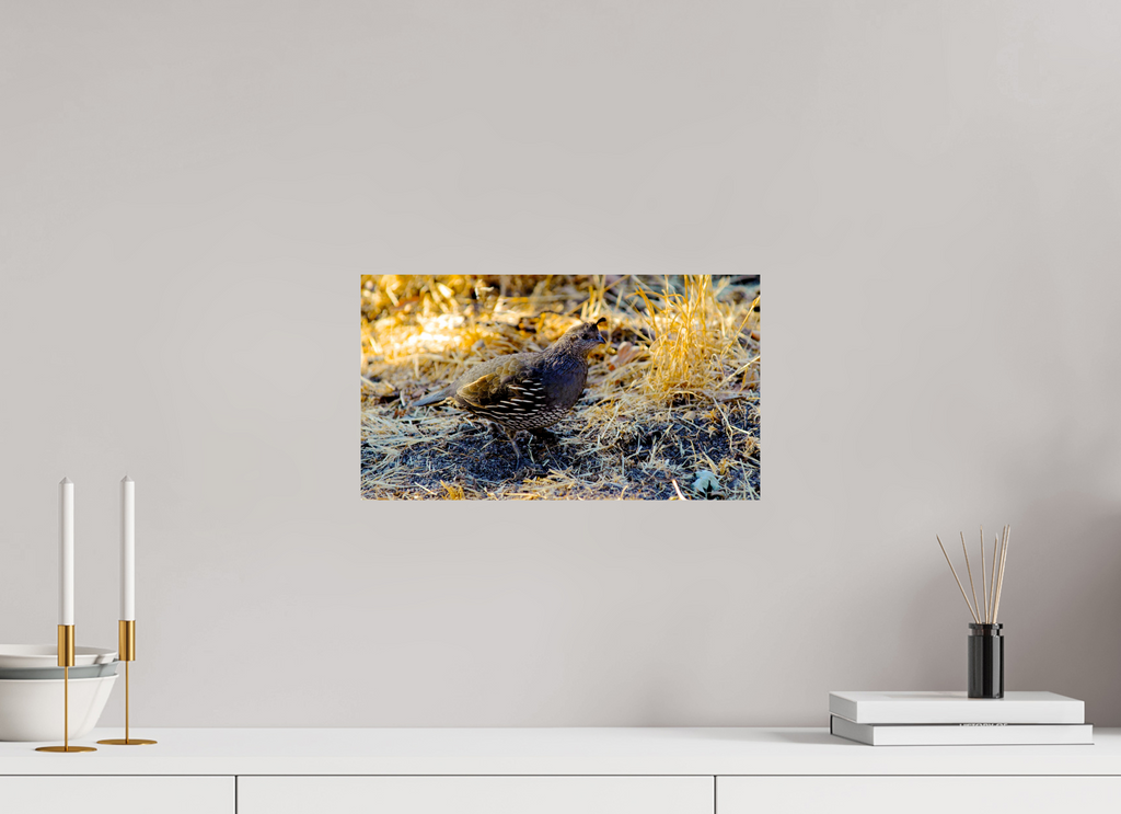 16 x 9″, Photo Print On Fuji Crystal DP II California Quail