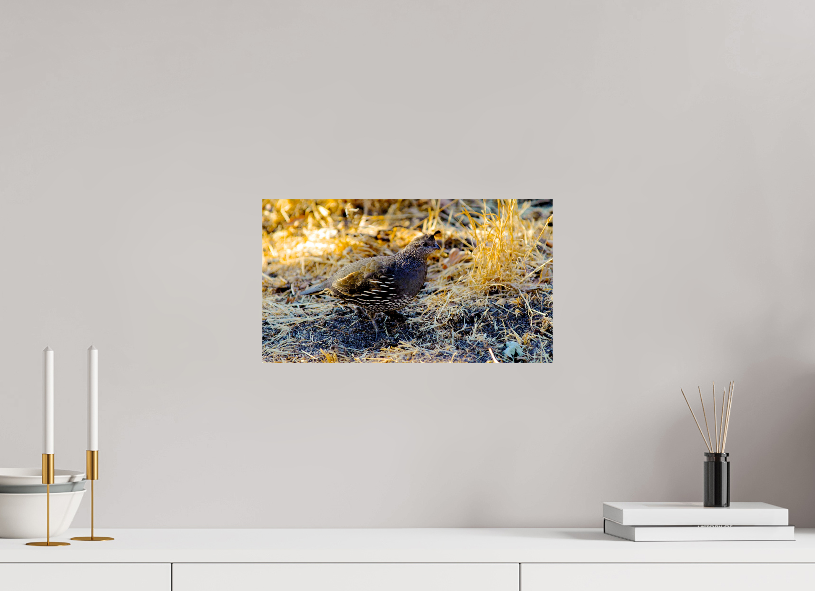 16 x 9″, Photo Print On Fuji Crystal DP II California Quail