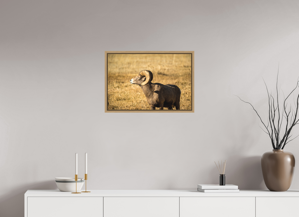 24 x 16″, Floater Frame Oak Bighorn Ram