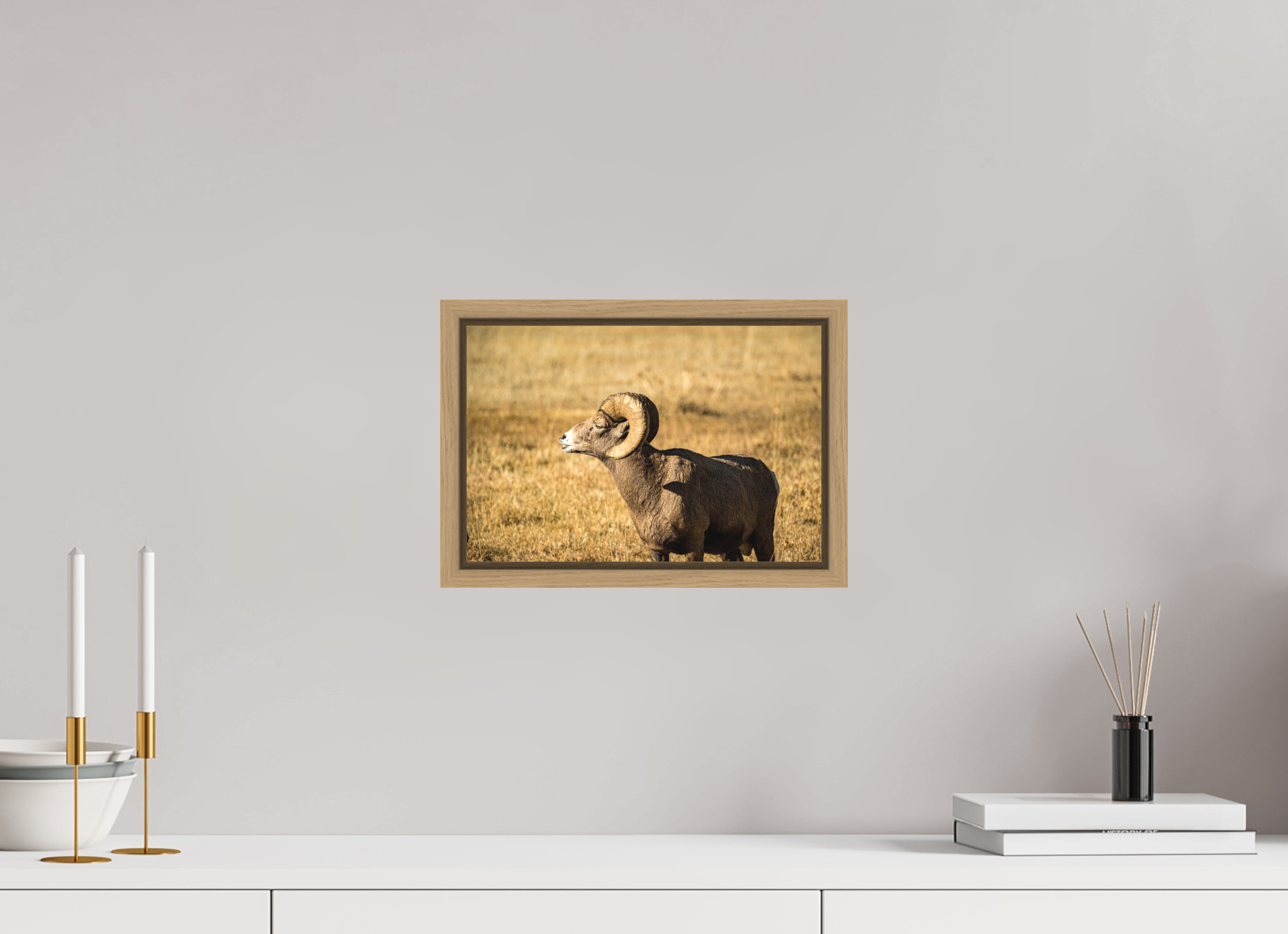 12 x 8″, Floater Frame Oak Bighorn Ram