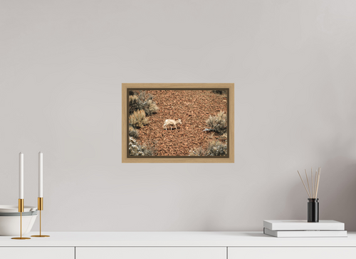 12 x 8″, Floater Frame Oak A baby Bighorn Sheep