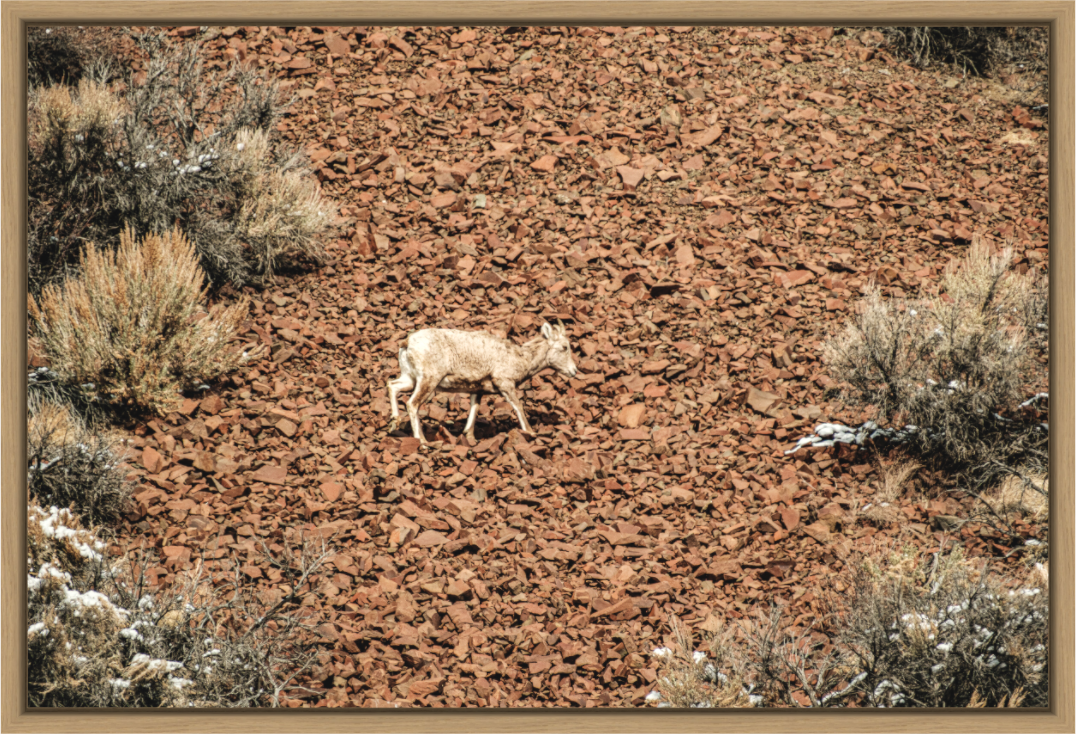 Main image A baby Bighorn Sheep