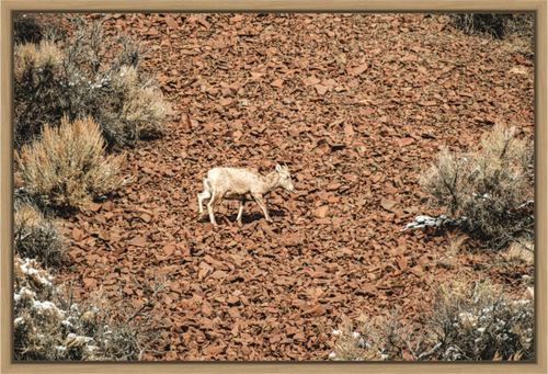 Main image A baby Bighorn Sheep