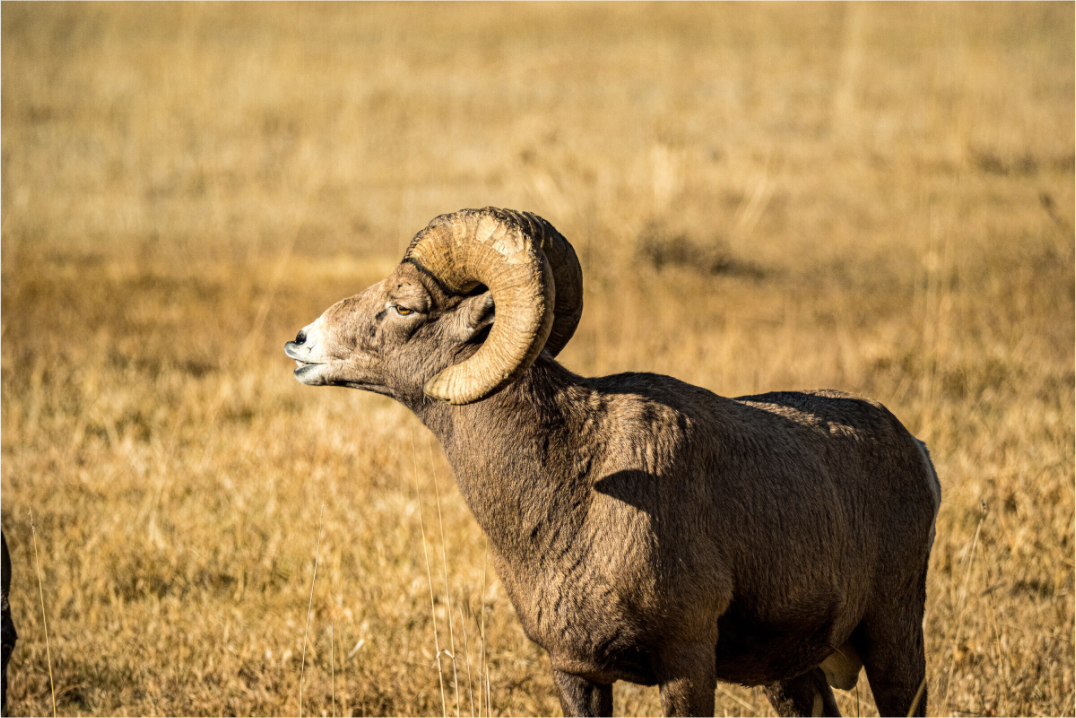 Main image Bighorn Ram