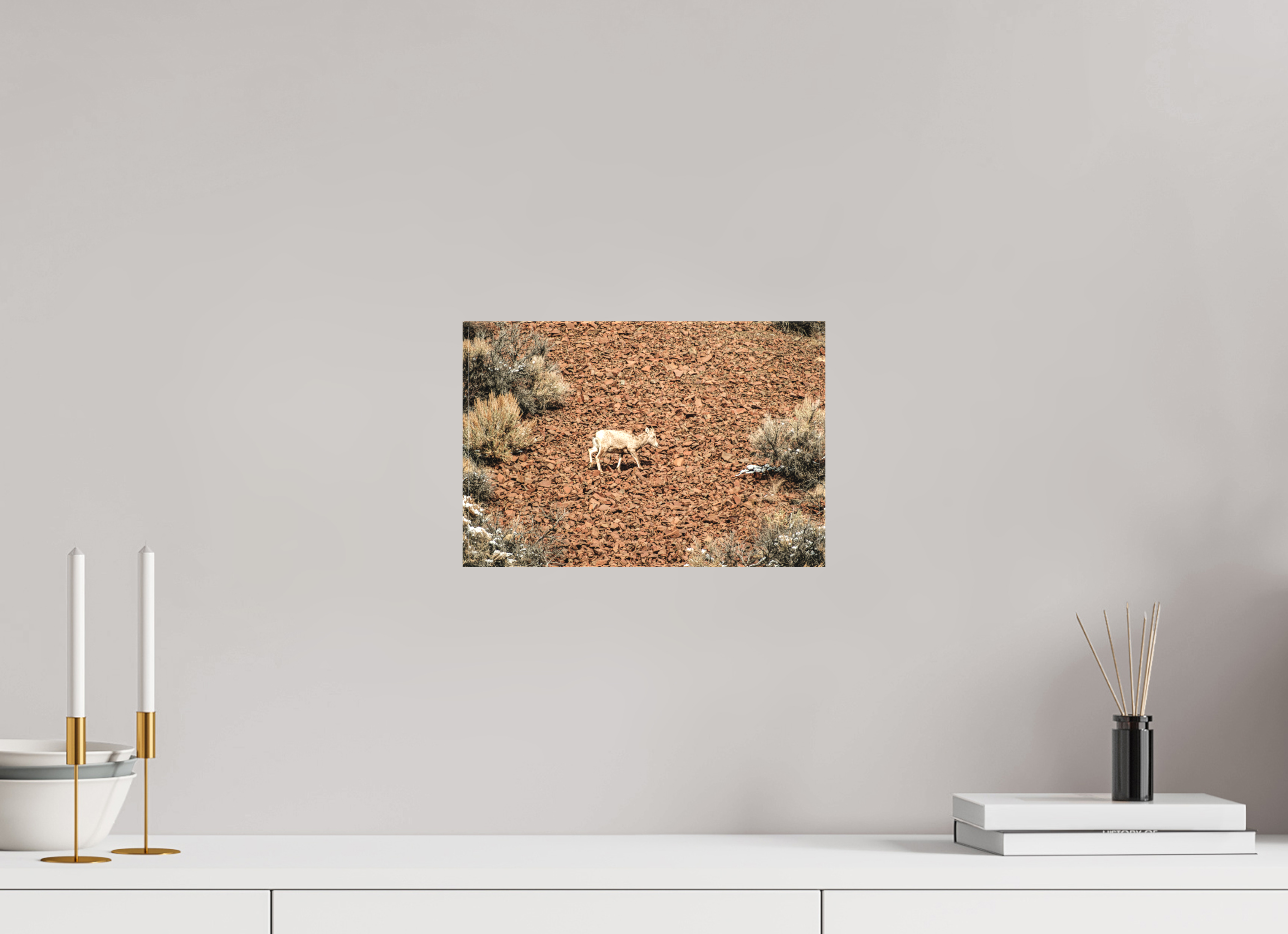 12 x 8″, Matte Canvas on Stretcher Frame A baby Bighorn Sheep