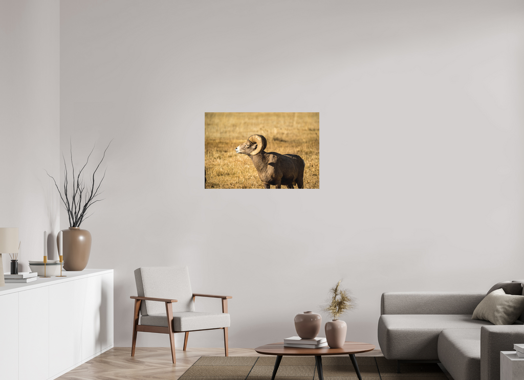 36 x 24″, Matte photo print Bighorn Ram