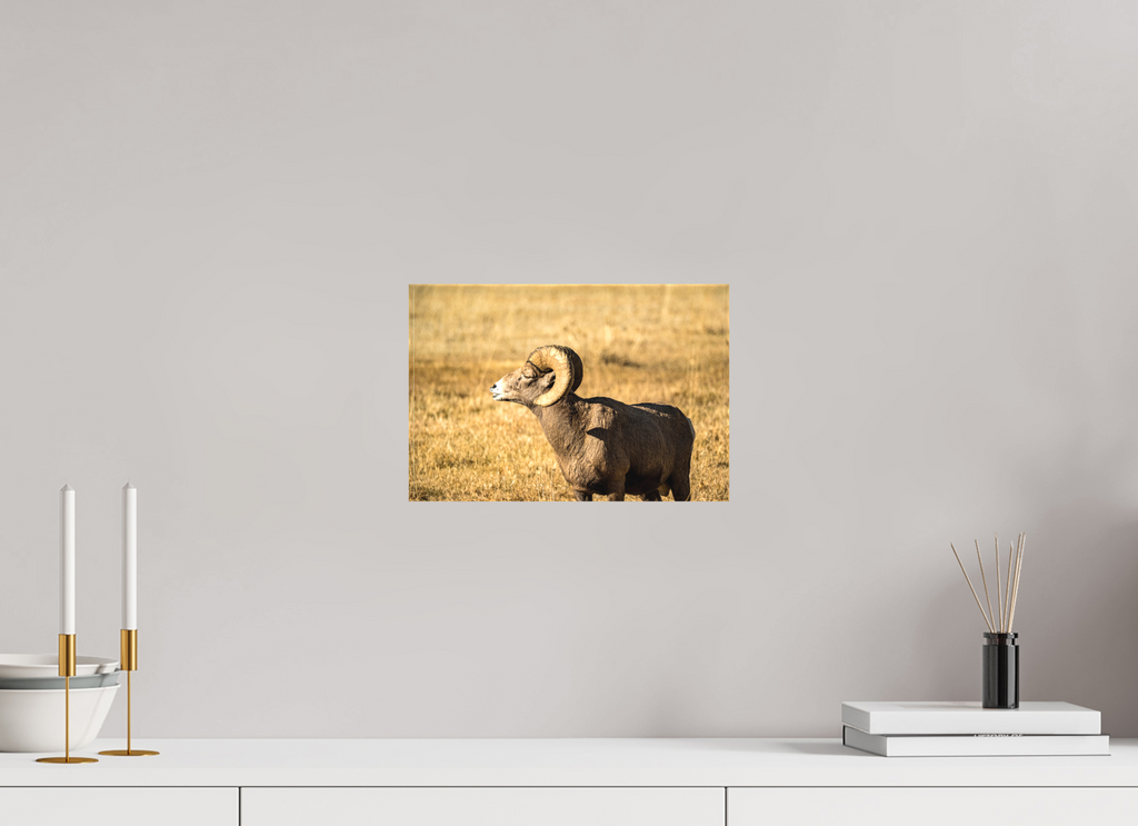 12 x 8″, Matte Canvas on Stretcher Frame Bighorn Ram