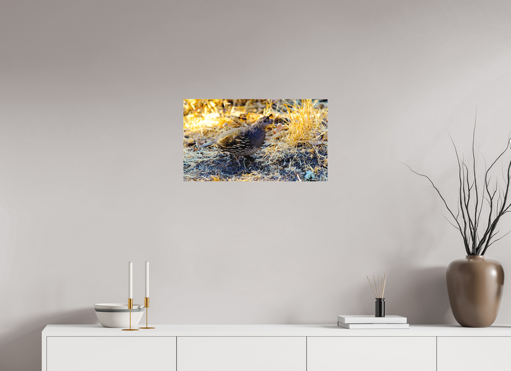 24 x 13.5″, Matte Canvas on Stretcher Frame California Quail