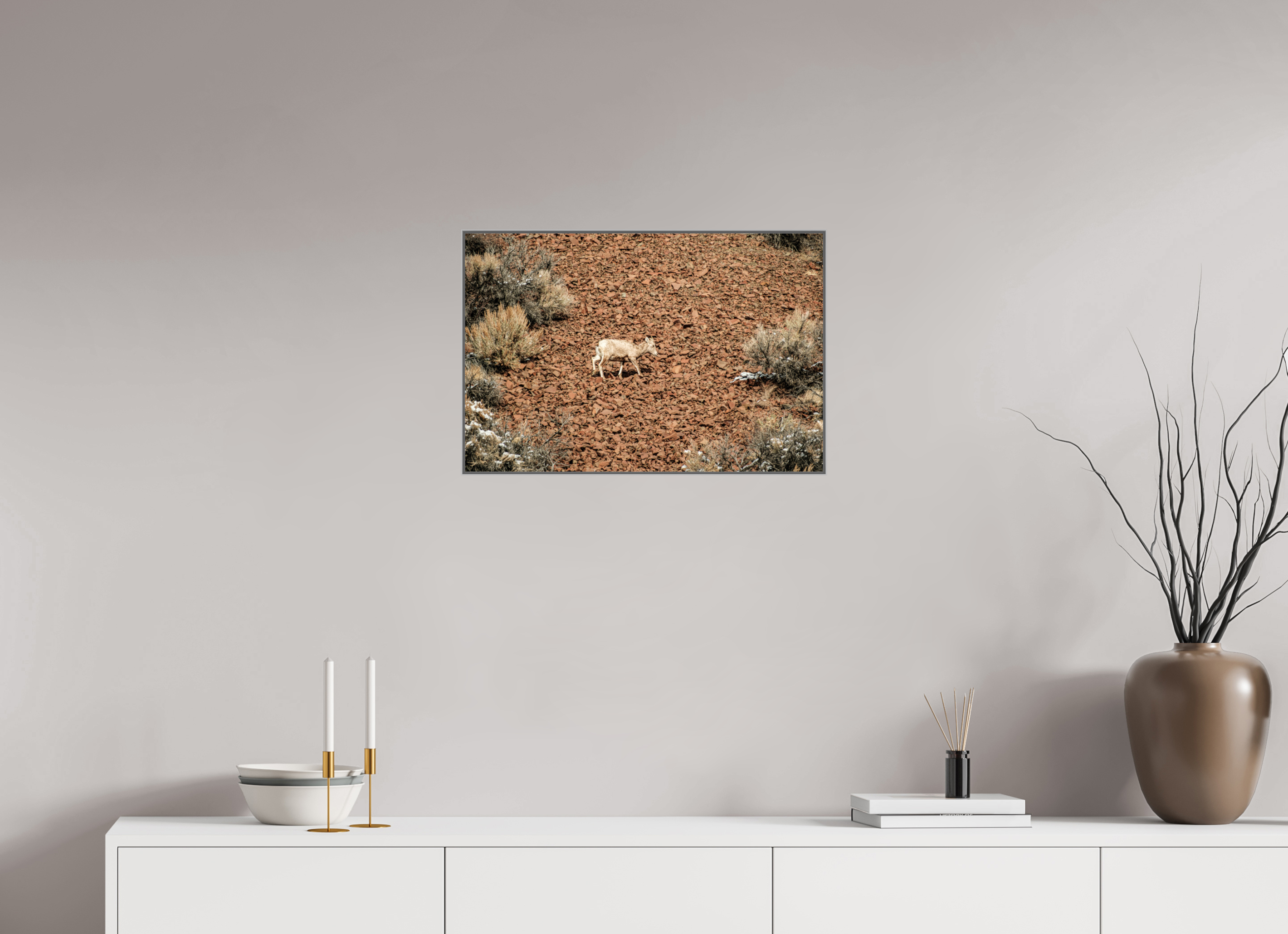 24 x 16″, Photo print aluminum frame A baby Bighorn Sheep